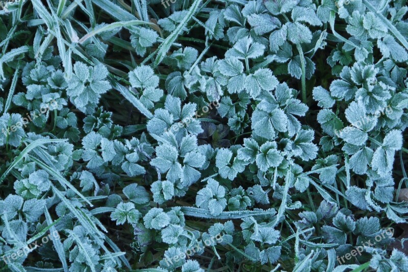 Grass Frost Icy Nature Cold