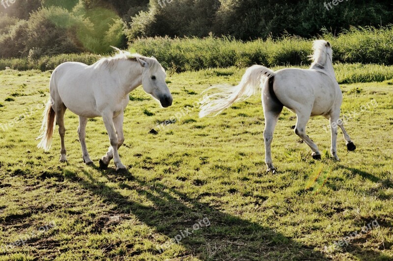 Horse Animal Mammal Equine Mane