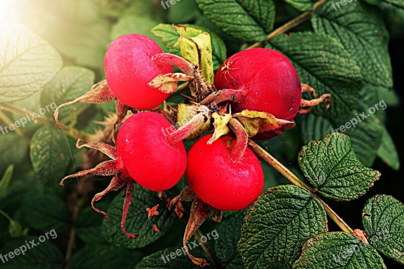 Rose Hip Vitamin Plant Rose Health