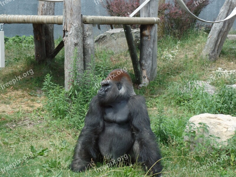 Wild Gorilla Zoo Nature Free Photos