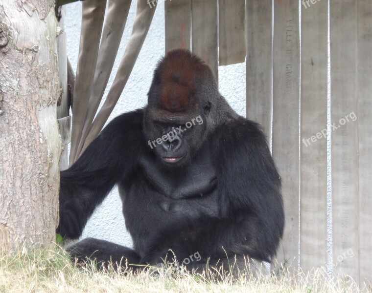 Gorilla Zoo Nature Free Photos