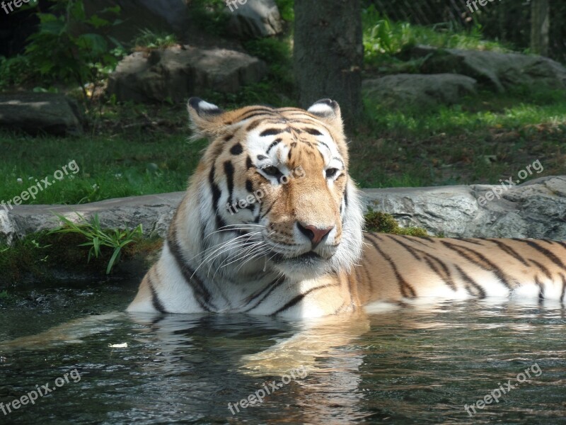 Tigress Nature Zoo Free Photos