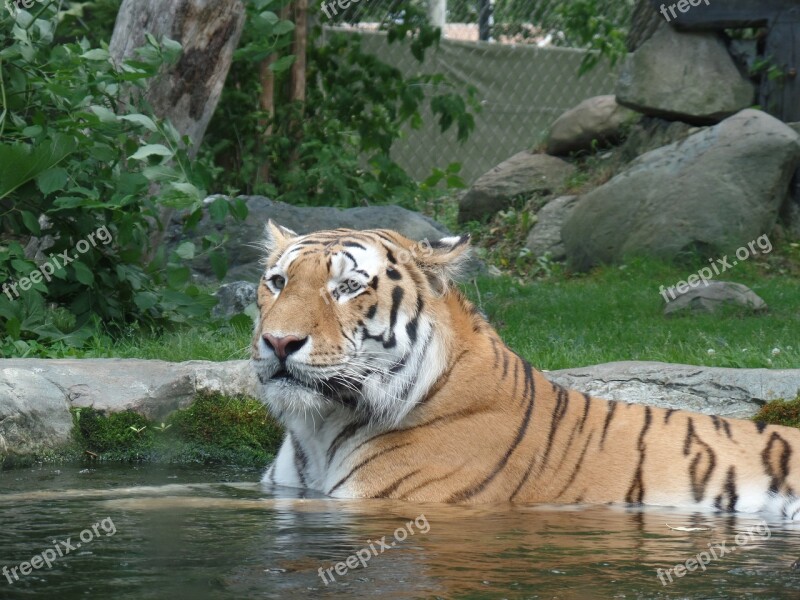 Tigress Nature Zoo Wild Africa