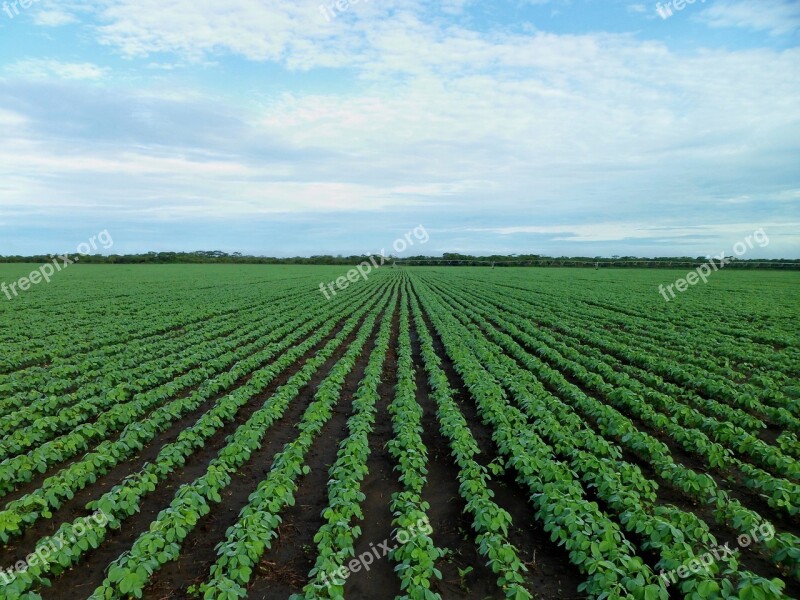 Soybean Field Farming Field Agriculture Growing