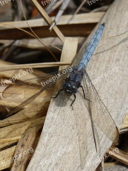 Dragonfly Blue Dragonfly Orthetrum Cancellatum American Cane Leaf