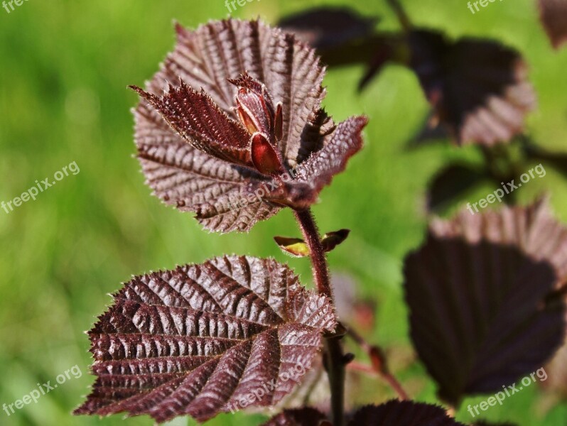 Corylus Avellana Hazel Red Leaves Young Leaves Foliage