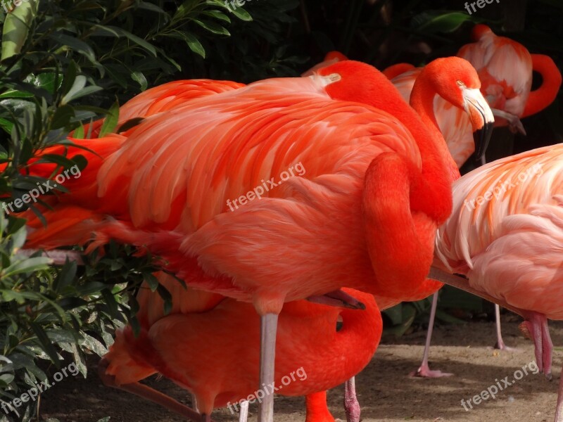 Flamingo Bird Nature Free Photos