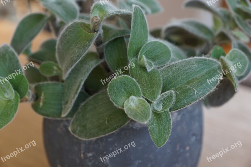 Tradescantia Plant Green Nature Leaf