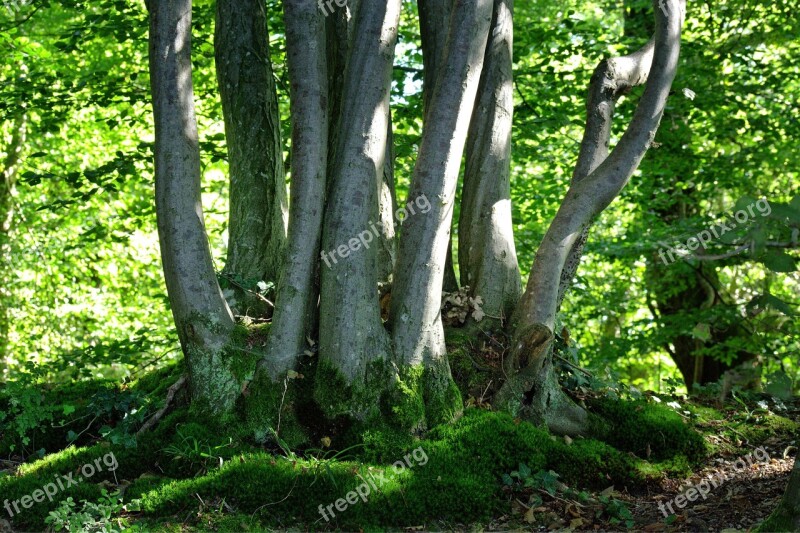 Trees Group Green Nature Growth