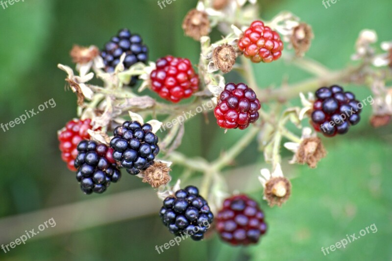 Blackberries Rubus Sectio Rubus Fruits Berries Fruit