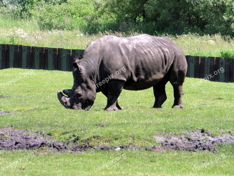 White Rhino Zoo Rhino Pachyderm Animal