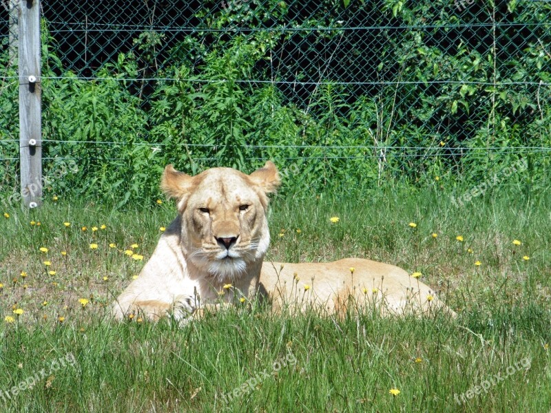 Lion Animal Big Cat Lion Females Zoo