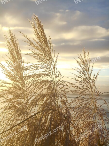 Japanese Silver Grass Sunset At Dusk Sea Views