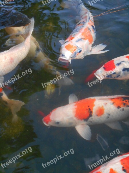 Colored Carp Carp Fish Aquarium Fish Red And White