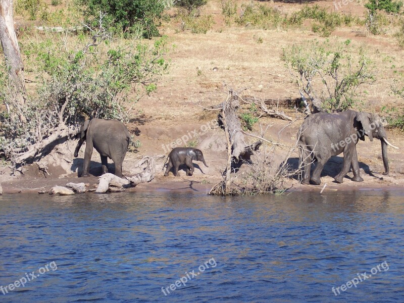 Botswana Baby Elephant River Wild Life