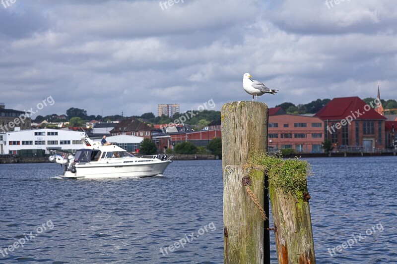 Seagull Bollard Maritime Port Flensburg