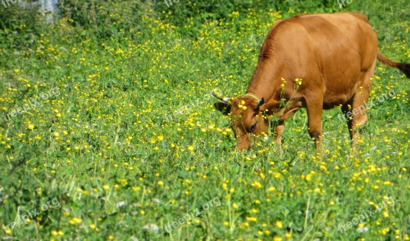 Cow Cattle Tarine Animals Animal