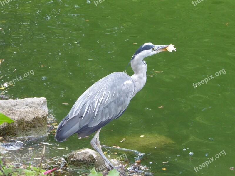 Grey Heron Heron Bird Grey Animal