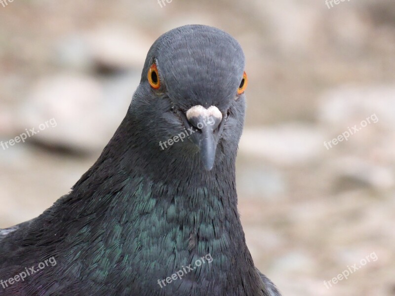 Pigeon Feral Feral Pigeon Wildlife Nature