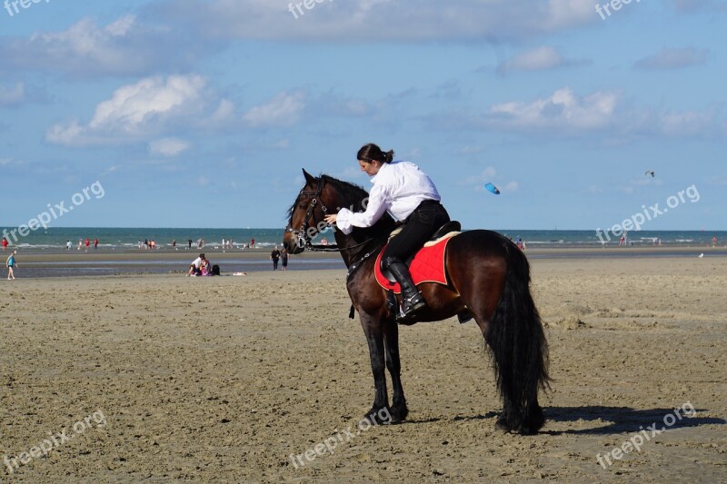 Horsewoman Belgian Rider Horse Show Free Photos