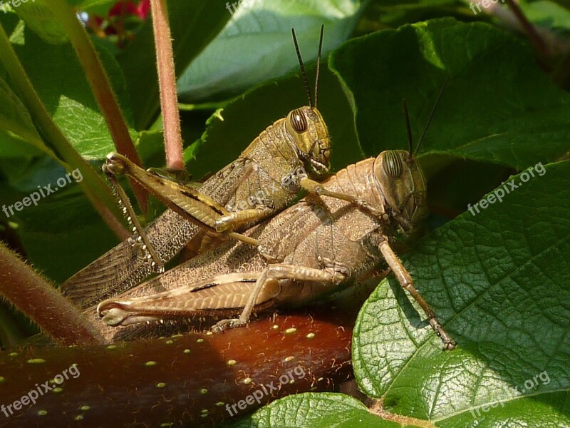 Coupling Grasshoppers Insects Insect Nature