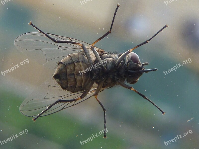 Insect Moscow Fly Flies Nature