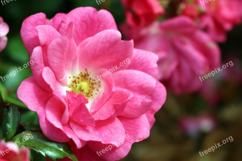 Rose Pink Blossom Bloom Flower