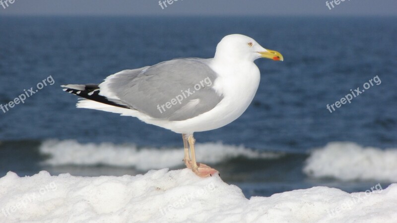 Seagull Beach Sea Baltic Sea Water