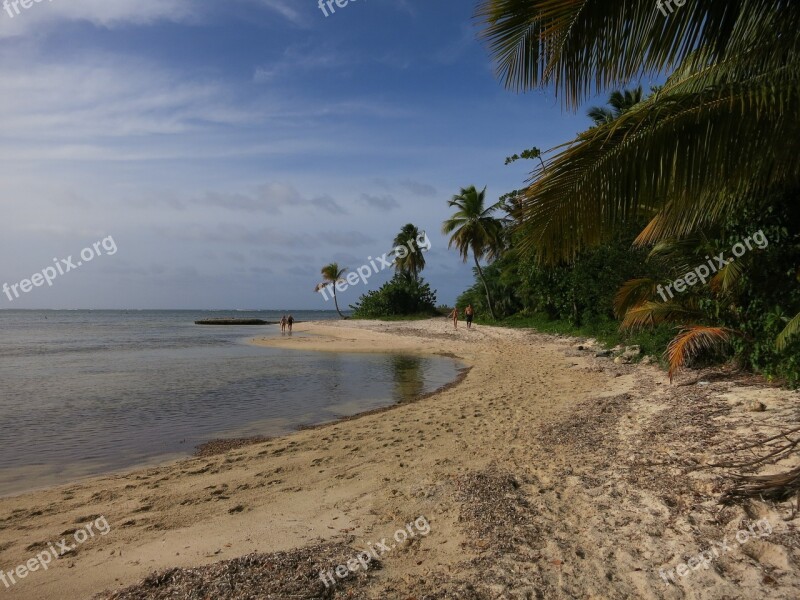 Beach Palm Trees Caribbean Dominican Republic Sea