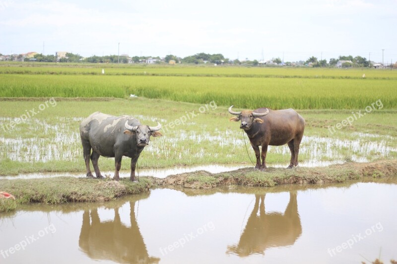 Buffalo Vietnam Sharp The Countryside Cattle