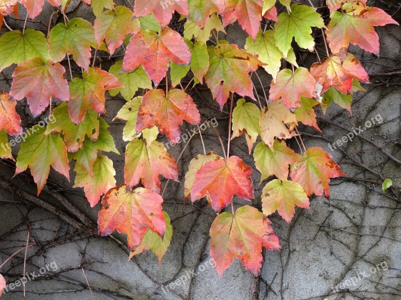 Vine Vine Leaf Creeper Autumn Leaves Foliage