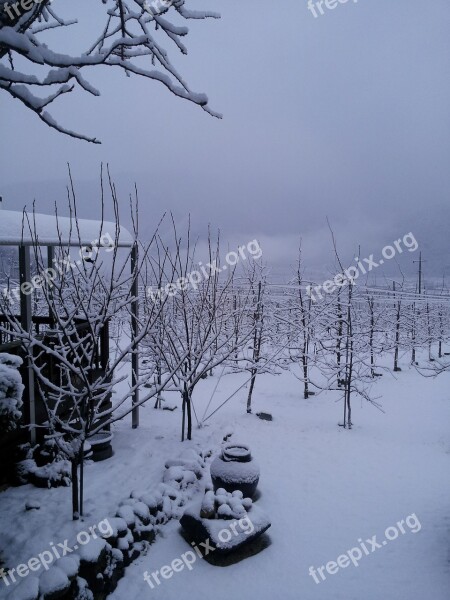 Winter Background Winter Winter Apple Tree Free Photos