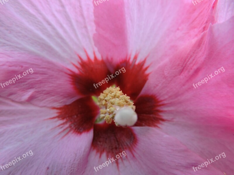 Hibiscus Hibisceae Pink Flower Pistil Pollen