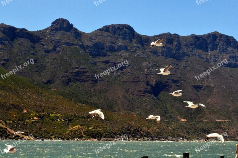 Pigeons Birds Flying Nature Free Photos