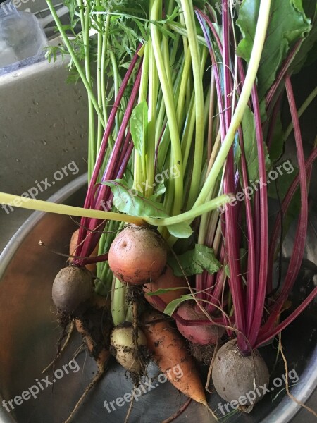 Garden Veggies Fresh Organic Free Photos