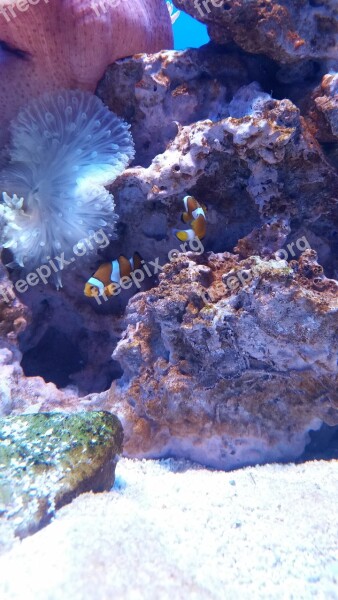 Aquarium Fish Nemo Clownfish Coral