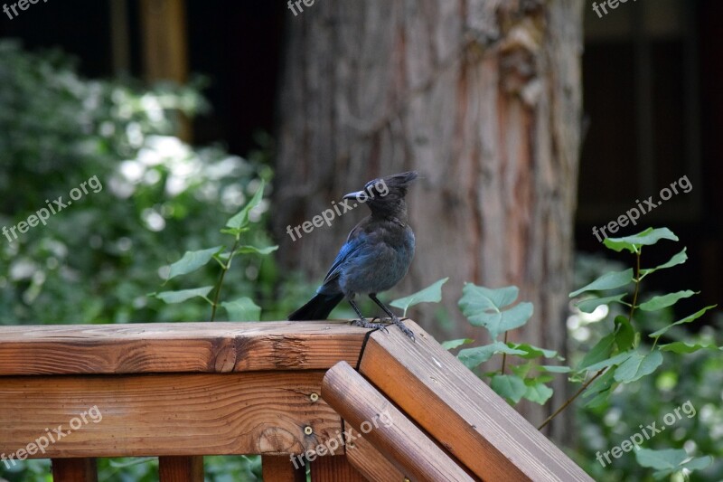 Blue Jay Woods Cabin Nature Jay