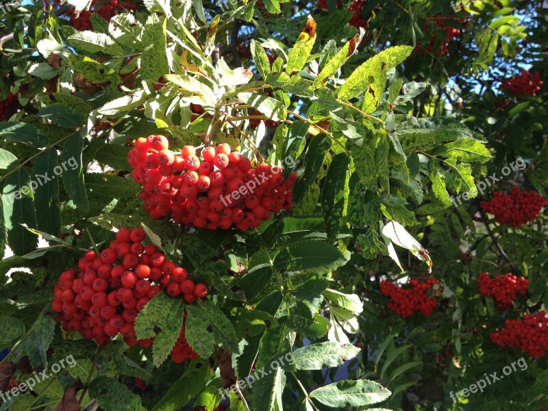 Rowan Berries Berry Red Colors Tree