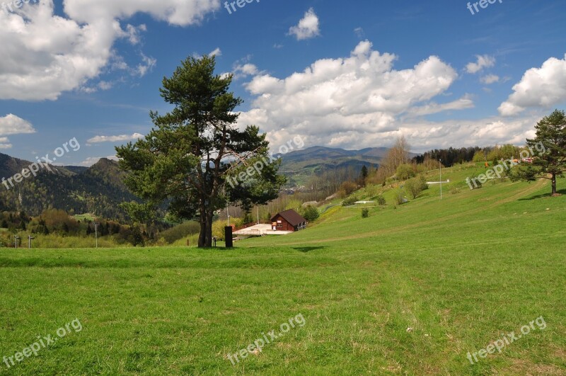 Nature Tree Green Spring Mountains