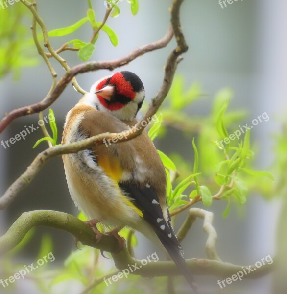 Bullfinch English Bird Redhead Nature Free Photos