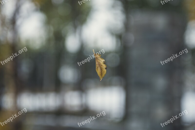 Defoliation Autumn Ppt Backgrounds Scenery Virtual Background