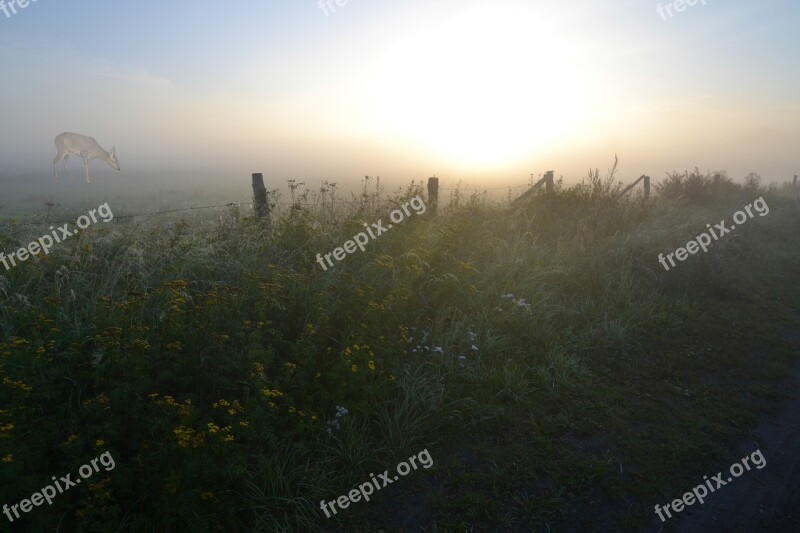 Fog Sunrise Morgenstimmung Roe Deer Landscape