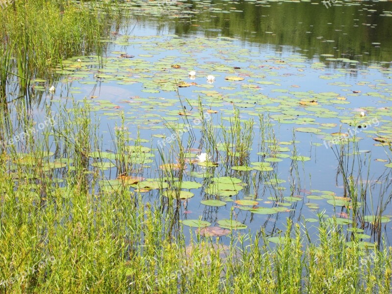 Waterlily Reeds Pond Illy Water