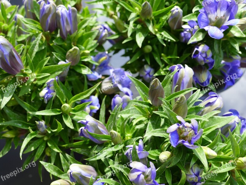 Gentian Alpine Flower Pointed Flower Mountain Flower Summer Flower