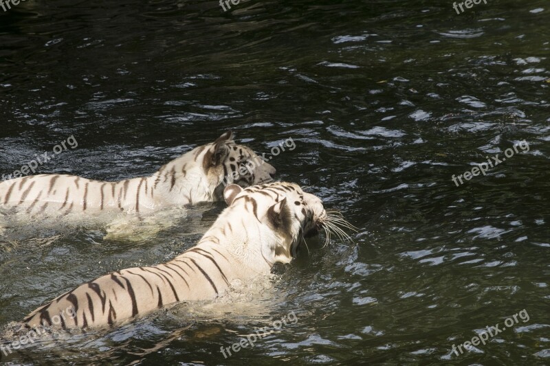 White Tigers Tigers Cats Felines Animals