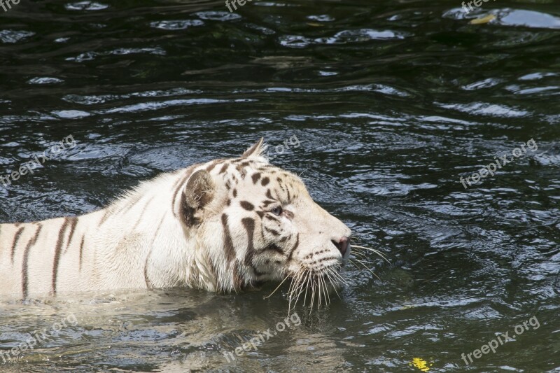 White Tiger Tiger Cat Feline Animal