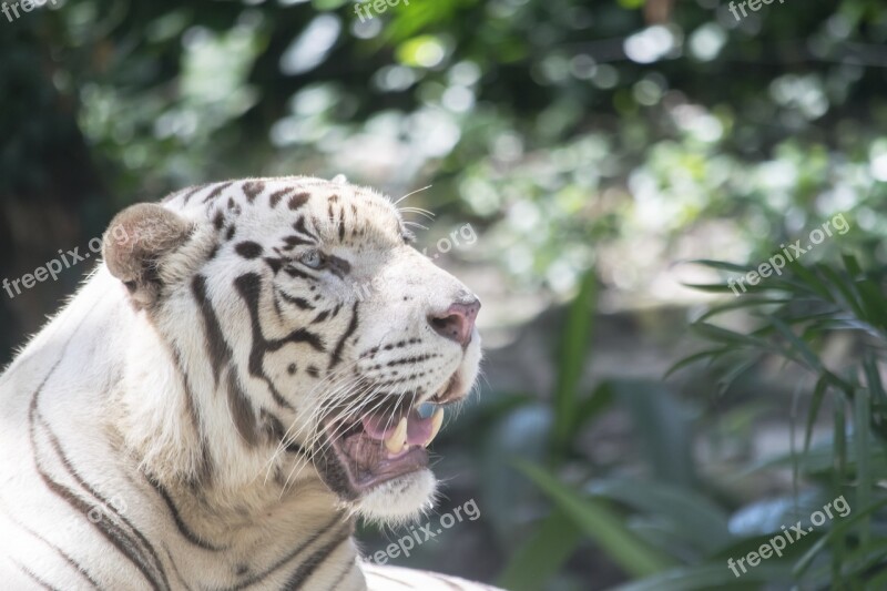 White Tiger Tiger Cat Feline Animal