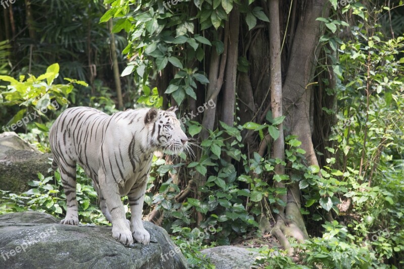 White Tiger Tigers Cat Feline Animal