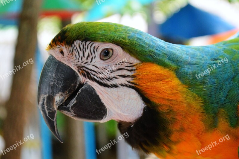 Parrot Macaw New World Bird Face