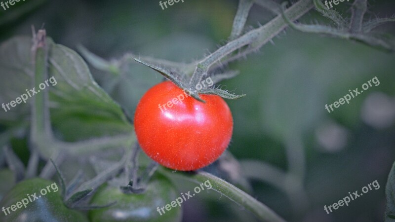 Tomato Plant Food Garden Bush Tomatoes